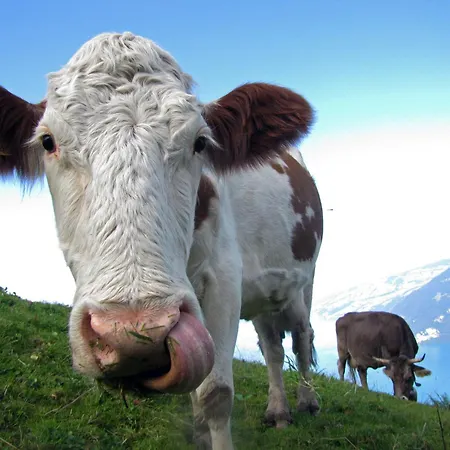 Steamboat In See- Und Bergnaehe, 4 Gaeste, Balkon Mit Aussicht شقة فولنسي